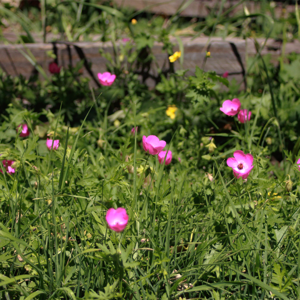 Amapolita de campo (Modiolastrum gillesii)