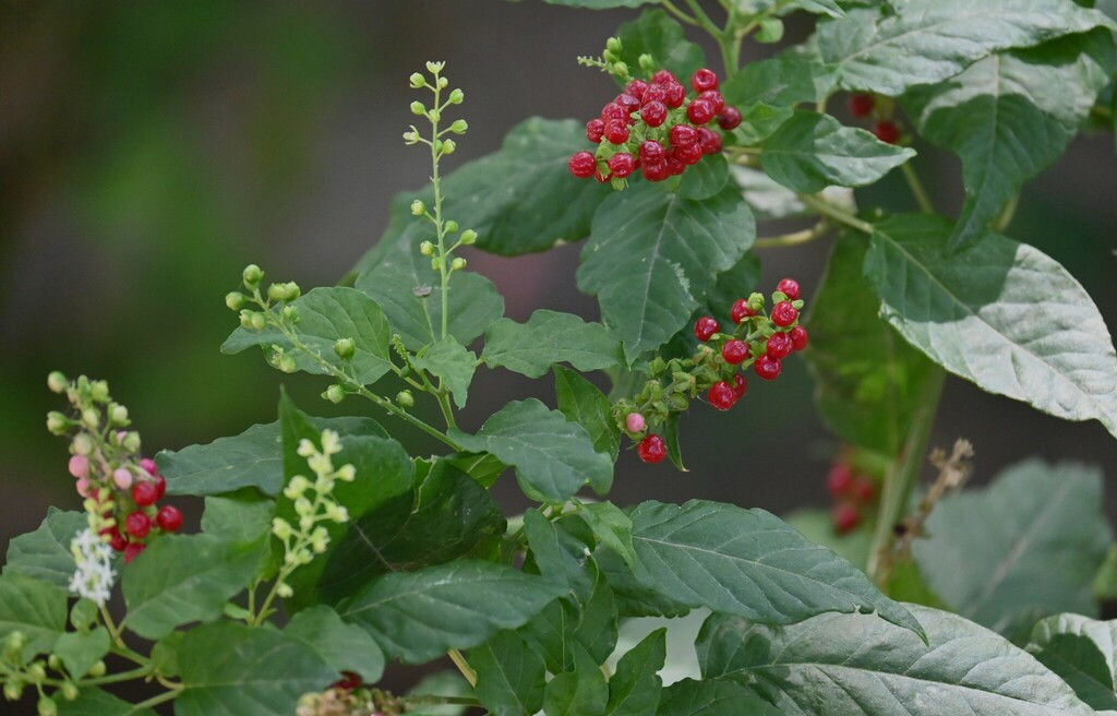 Sangre de toro (Rivina humilis)