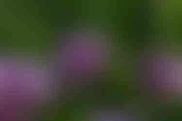 Flores de Verbena bonariensis