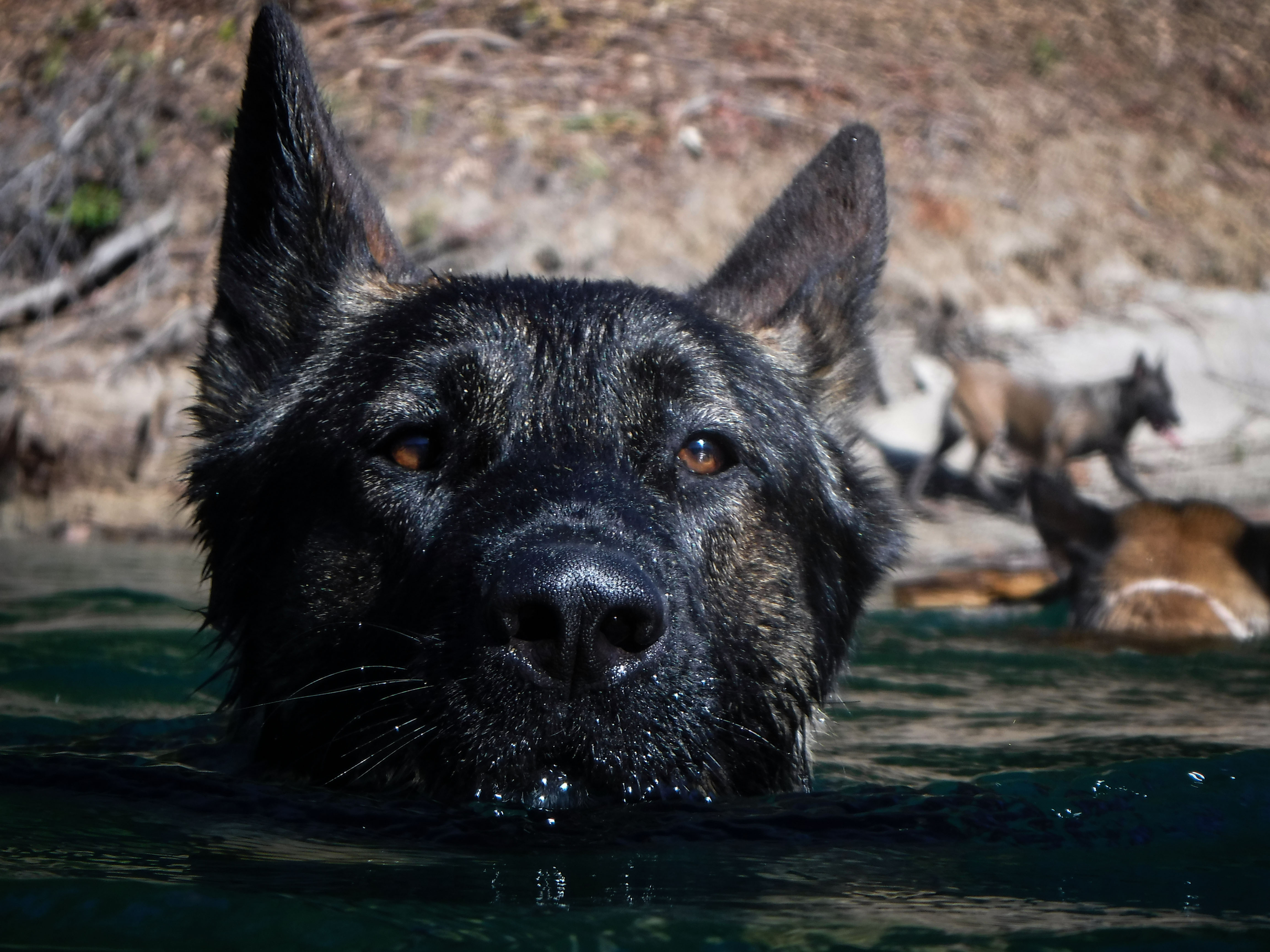 Redding Veterinary Clinic