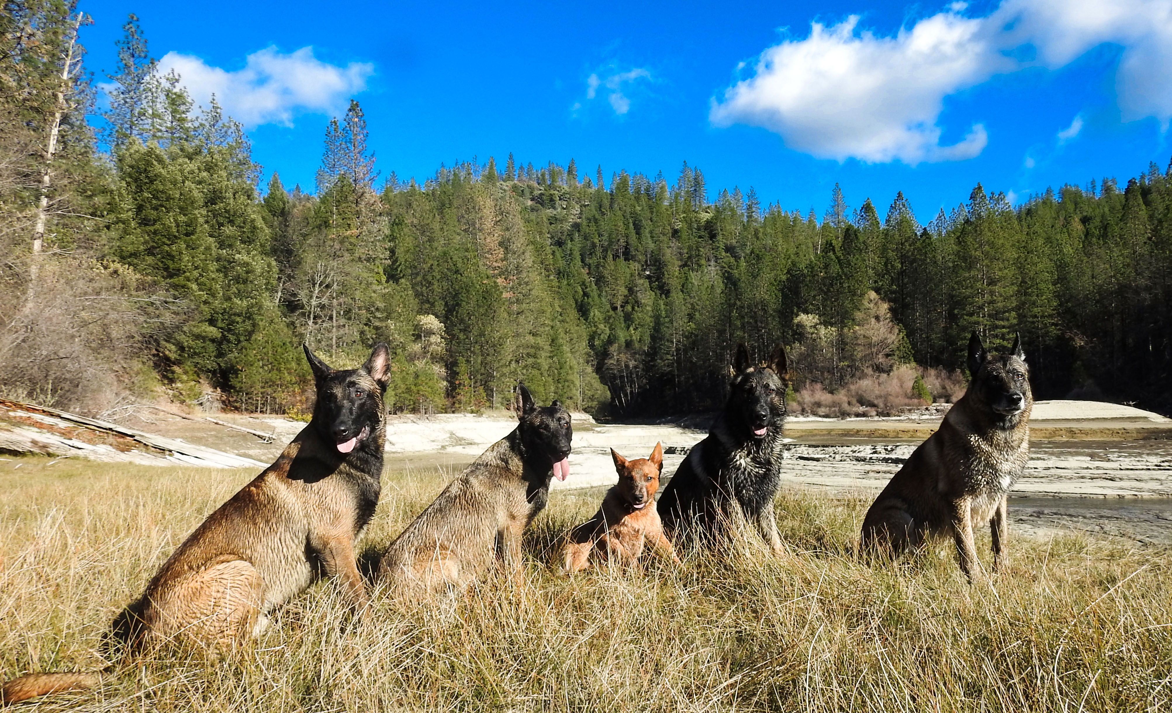 Redding Veterinary Clinic