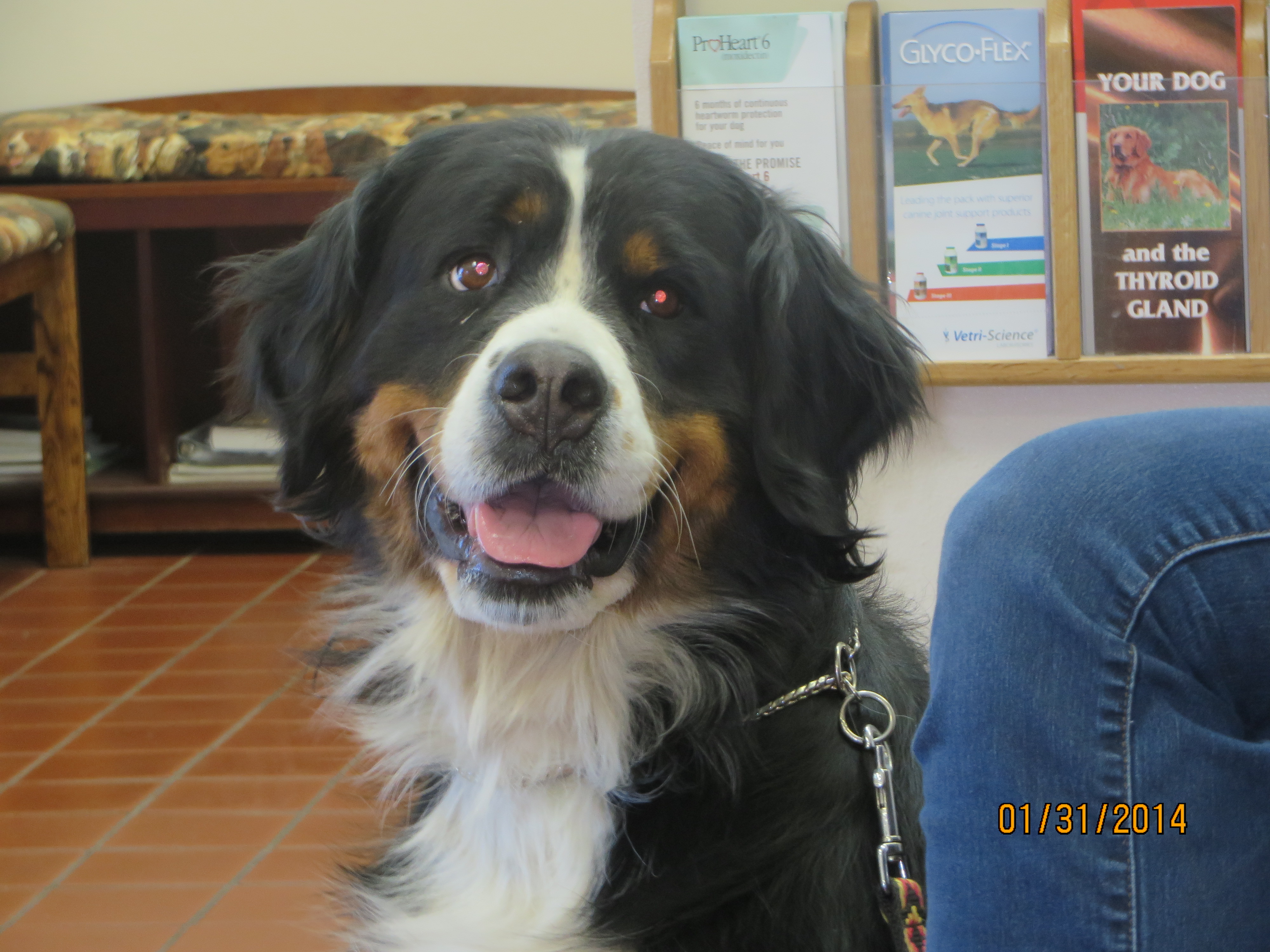 Dr Bond West Redding Vet Redding Vet clinic