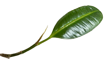 leaf 1.png
