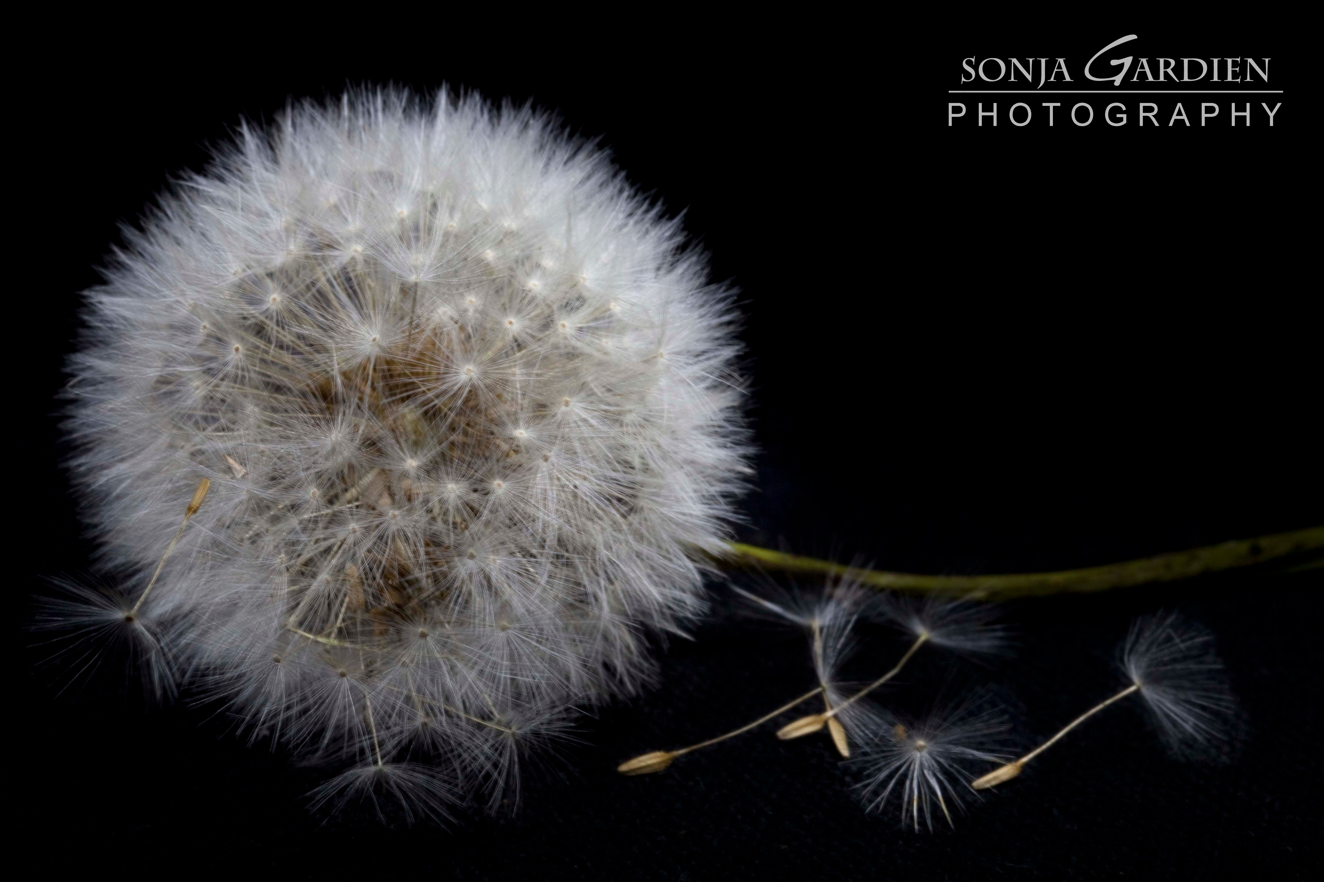 Dandelion | 2013