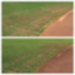 Bermudagrass infield turf behind shortstop position showing core aeration holes and one week of visible recovery at UTSA's baseball field