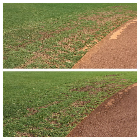 Bermudagrass infield turf behind shortstop position showing core aeration holes and one week of visible recovery at UTSA's baseball field