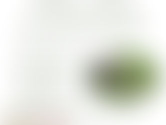 Wildkräuterspaziergänge im Frühling