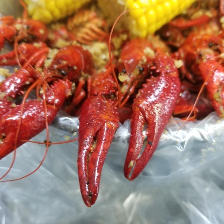 Live Louisiana Crawfish