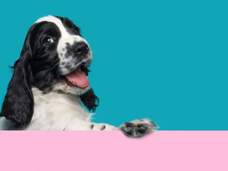 Is your dog happy? 10 key indicators to look for