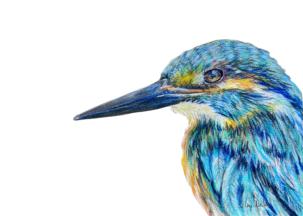 kingfisher color pencil 5x7