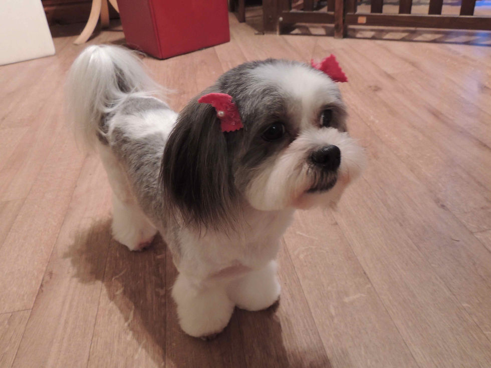 Dog Groomer in Sydney's InnerWest Professional Grooming