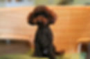 Toy Poodle