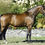 Thumbnail: Donnerlily - 2008 mare - schooling 3rd level