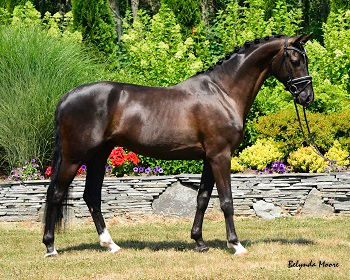Thumbnail: Sir Conteuro - 2011 Hanoverian gelding - schooling 3rd level