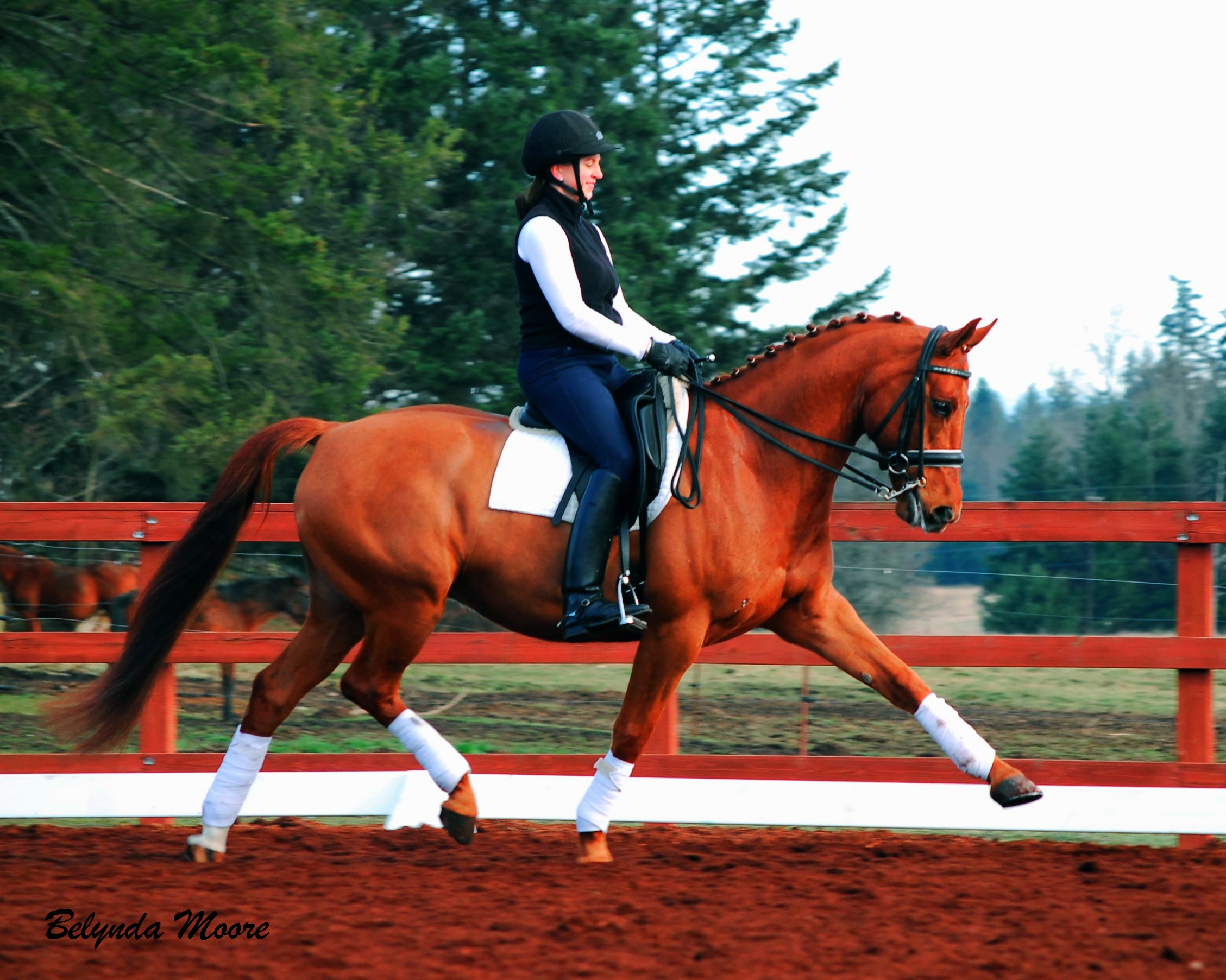 Amaroux - Grand Prix Gelding