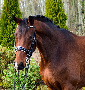Boticelli - 2010 Hanoverian gelding