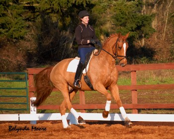 Aviateur - 2003 Hanoverian Gelding