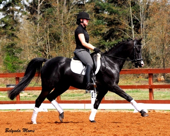 Zoe's Comet - 2001 Eventing Pony