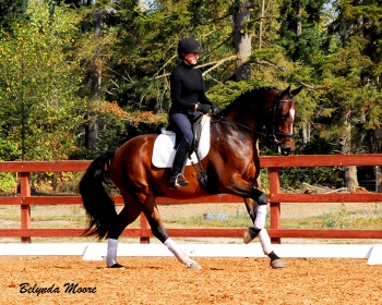 Life of Wriley - 2007 Gelding