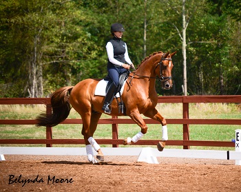 Winston - 2003 KWPN Dutch gelding