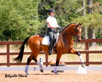 Constant - 2007 4th level gelding