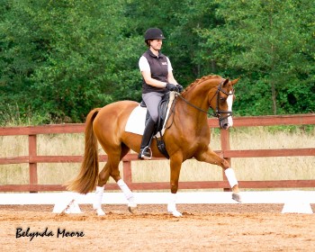 Della - 2005 Hanoverian mare