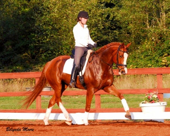 Redd Foxx - 2005 3rd Level Gelding