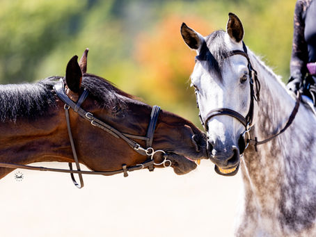 2 horses in bridles nose to nose.