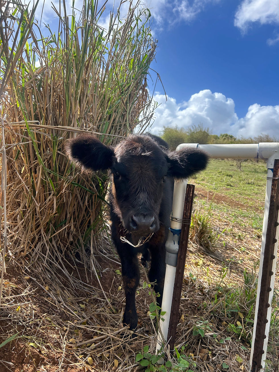 Image 4-16-25 at 3.47 PM (16)