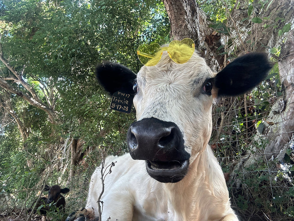 Image 4-16-25 at 3.47 PM (14)