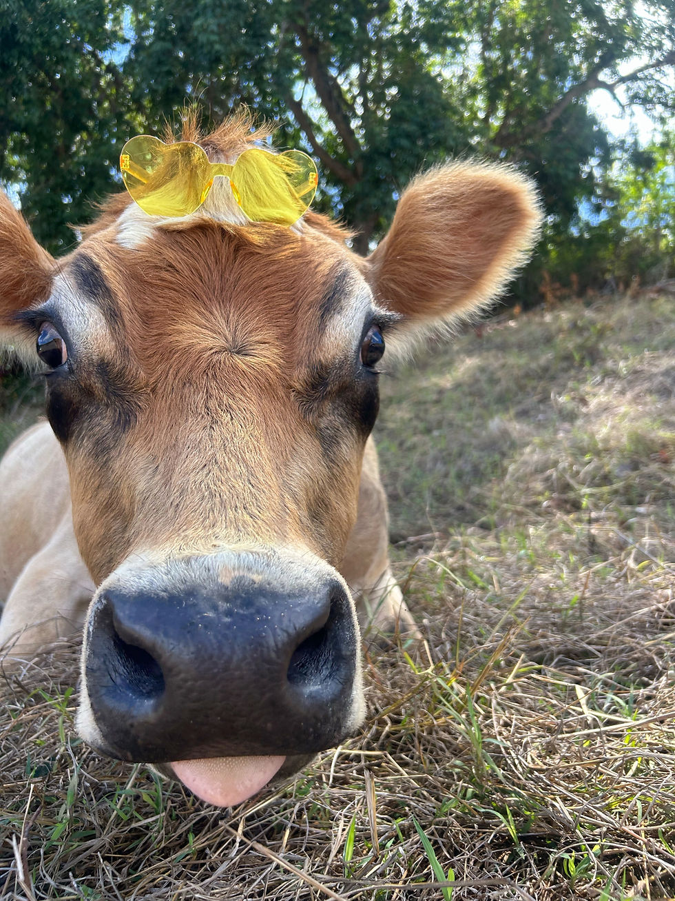 Image 4-16-25 at 3.47 PM (2)