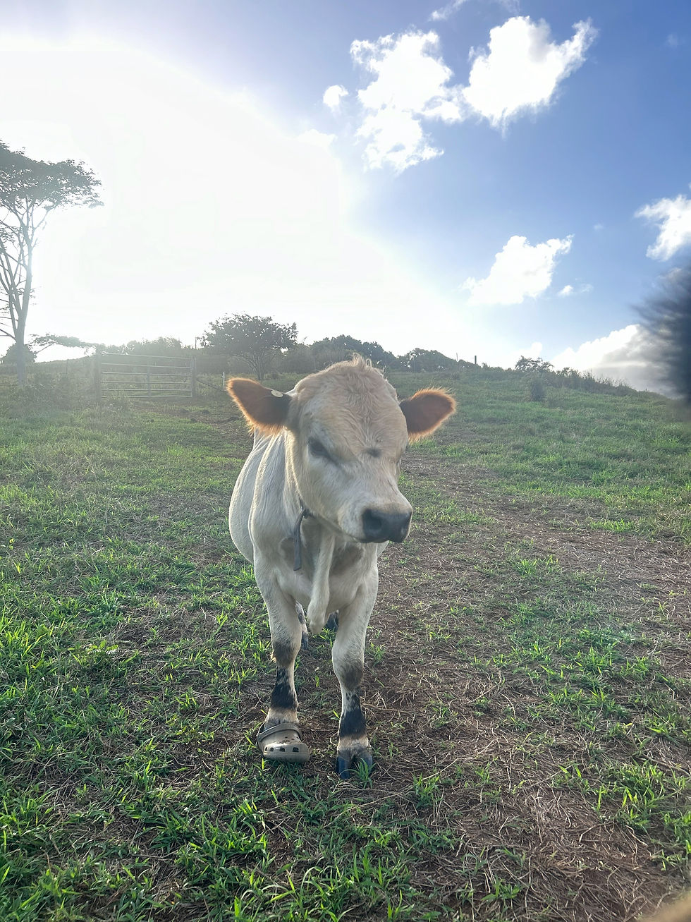 Image 4-16-25 at 3.47 PM (10)