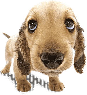 animated-dog-image-0712.gif