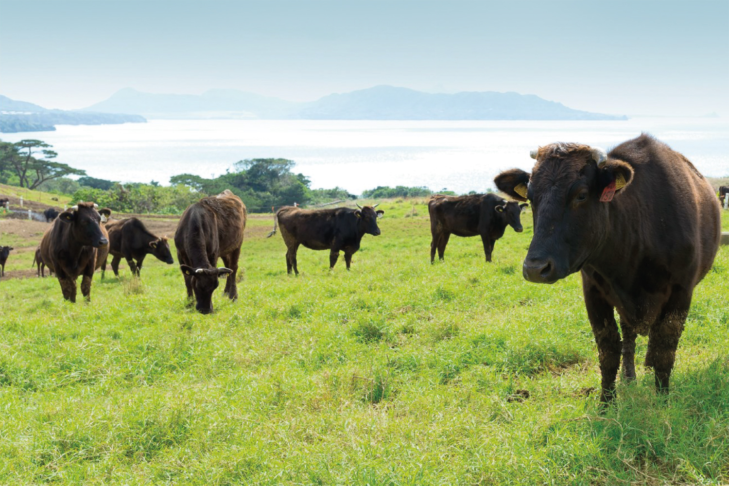 yLFJlBDJ-Japanese-wagyu-beef--1-cme.jpg