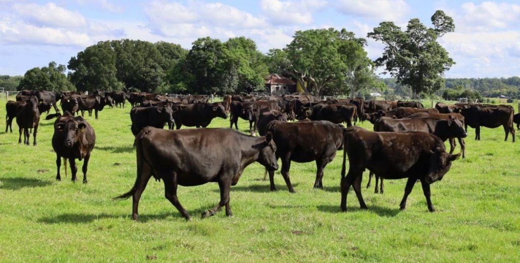 Cows-1024x518.jpg