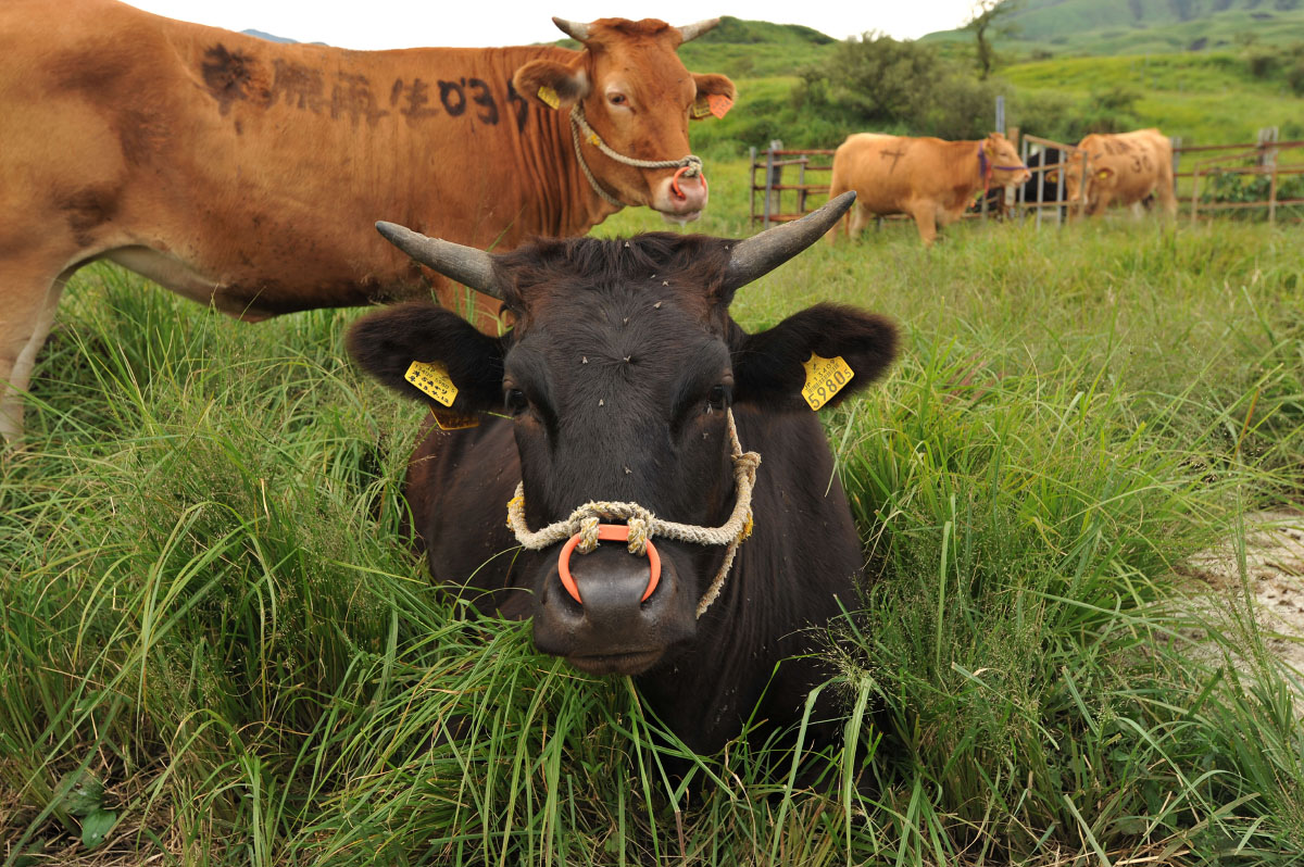 kumamoto_cows_8128.jpg