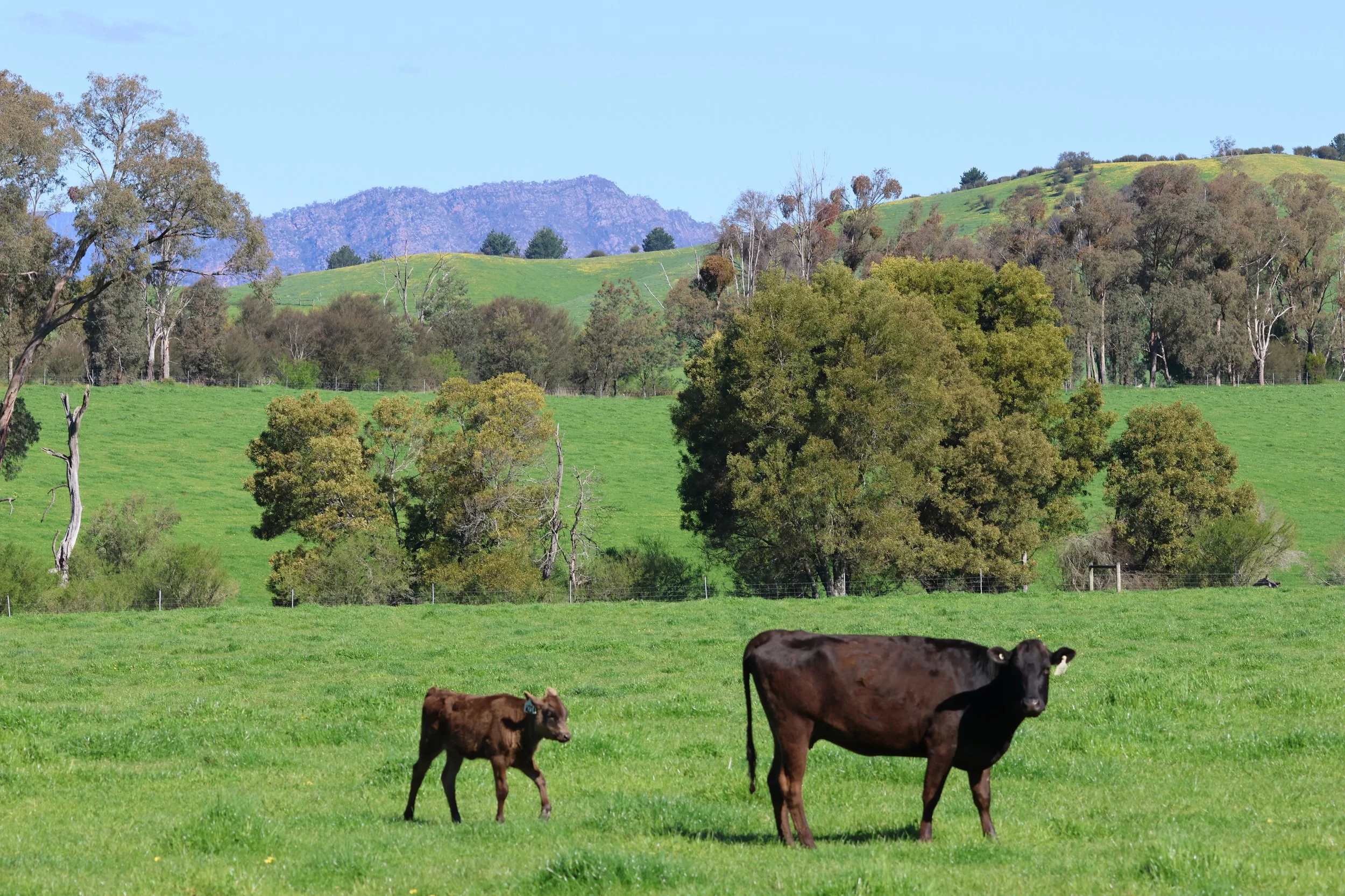 CowCalfCathedral.jpeg (2).webp