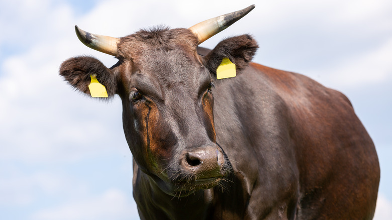 what-is-wagyu-1655404782.jpg