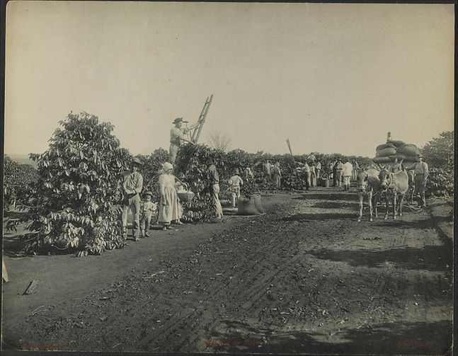 colheita do café.jpg