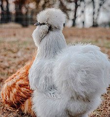 Silkie.jpg