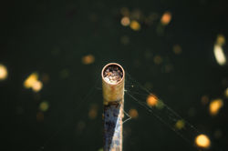 Tube