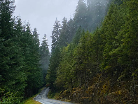 Olympic National Park, WA: A forest so dense, no wonder Sasquatch is MIA