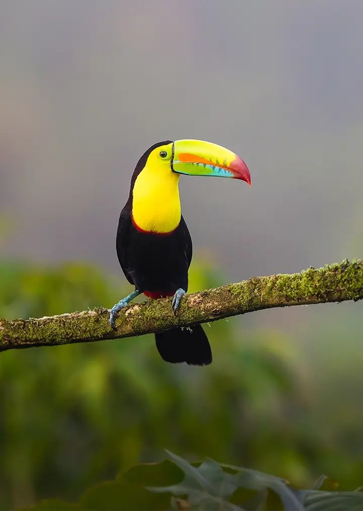 Toucan birding tour at luxury jungle ecolodge in Belize Copal Tree Lodge.webp