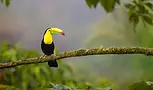 Toucan at luxury Belize Eco-lodge Copal Tree Lodge (1).webp