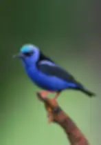 Red-Legged Honeycreeper at luxury Belize Eco-lodge Copal Tree Lodge.webp