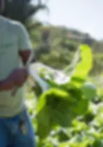 Farm to table lettuce at luxury jungle ecolodge in Belize Copal Tree Lodge.webp