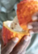 Farm to table open cocoa pod organic farm at luxury Belize Eco-lodge Copal Tree Lodge.webp