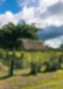 Farm near luxury Belize Eco-lodge Copal Tree Lodge.webp