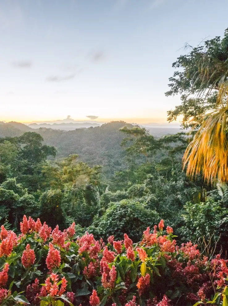 Jungle flowers at luxury Belize Eco-lodge Copal Tree Lodge.webp