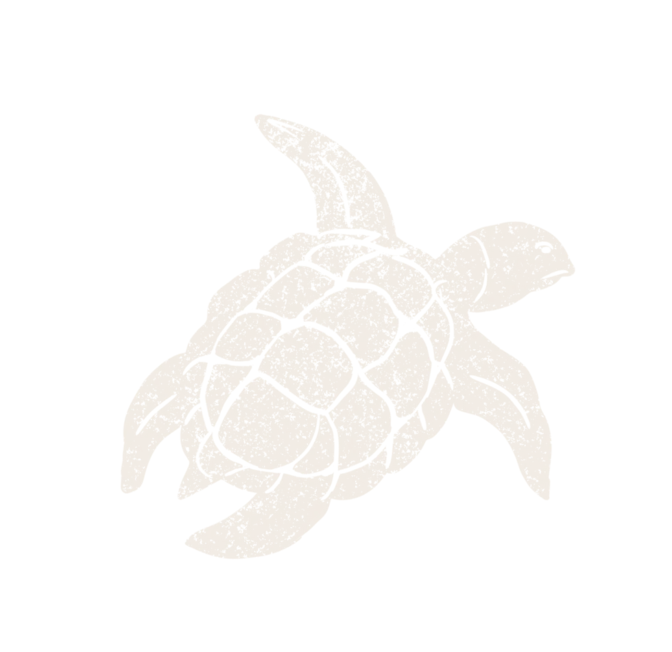 TC-Web Graphics-Turtle-left.webp